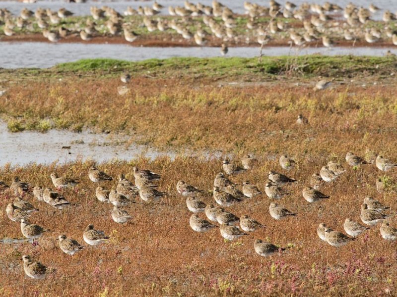 Rye's Countryside Champions up for Top Awards